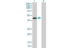Western Blot analysis of LRRC23 expression in transfected 293T cell line by LRRC23 MaxPab polyclonal antibody. (LRRC23 Antikörper  (AA 1-343))