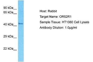 Host: Rabbit Target Name: OR52R1 Sample Type: HT1080 Whole Cell lysates Antibody Dilution: 1. (OR52R1 Antikörper  (N-Term))