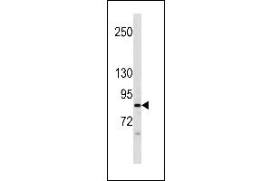 NALD2 Antibody (C-term) (ABIN1881563 and ABIN2843253) western blot analysis in CEM cell line lysates (35 μg/lane). (NAALAD2 Antikörper  (C-Term))