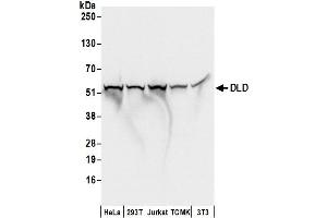 Western Blotting (WB) image for anti-Dihydrolipoamide Dehydrogenase (DLD) (AA 459-509) antibody (ABIN7453411) (DLD Antikörper  (AA 459-509))