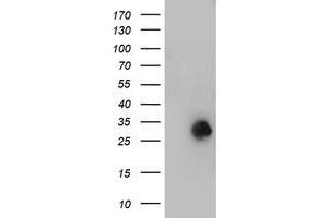 Image no. 1 for anti-N-Acetylneuraminic Acid Phosphatase (NANP) antibody (ABIN1499640)