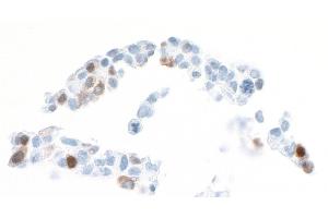 Immunocytochemistry (ICC) image for anti-Arginase, Liver (ARG1) (AA 1-322) antibody (ABIN7454020) (Rekombinanter Liver Arginase Antikörper  (AA 1-322))