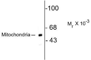 Western blots of HeLa lysate showing specific immunolabeling of the ~ 60k mitochondrial protein. (Mitochondria Antikörper)