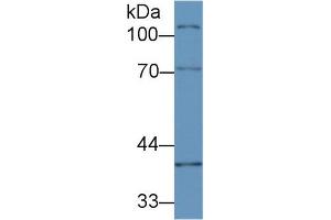 Western blot analysis of Mouse Ovary lysate, using Mouse CUZD1 Antibody (2 µg/ml) and HRP-conjugated Goat Anti-Rabbit antibody (