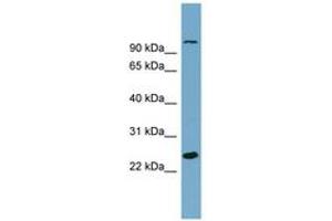 Image no. 1 for anti-Sema Domain, Immunoglobulin Domain (Ig), Short Basic Domain, Secreted, (Semaphorin) 3D (SEMA3D) (AA 611-660) antibody (ABIN6743845) (SEMA3D Antikörper  (AA 611-660))