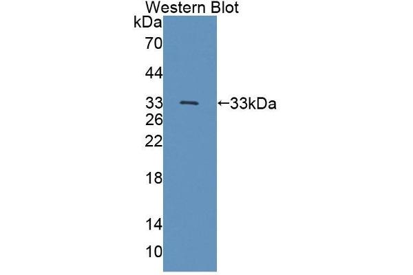 TSSK1 Antikörper  (AA 52-309)