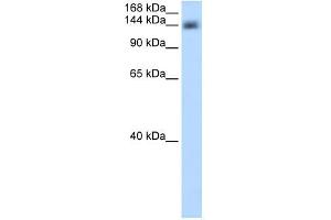 CPSF1 antibody used at 0.