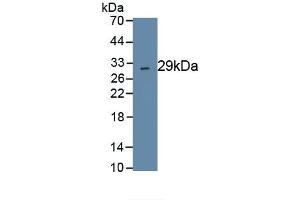 Detection of Recombinant CMA1, Human using Polyclonal Antibody to Chymase 1, Mast Cell (CMA1) (CMA1 Antikörper  (AA 22-247))