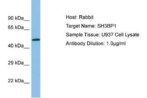 Host:  Rabbit  Target Name:  SH3BP1  Sample Type:  U937 Whole cell lysates  Antibody Dilution:  1. (SH3BP1 Antikörper  (C-Term))