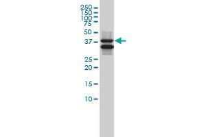 SH3GLB1 antibody  (AA 1-365)