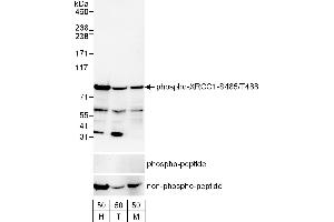 Western Blotting (WB) image for anti-X-Ray Repair Complementing Defective Repair in Chinese Hamster Cells 1 (XRCC1) (pSer485), (pThr488) antibody (ABIN7449375)