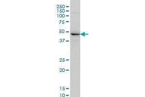 Western Blotting (WB) image for anti-NIMA (Never in Mitosis Gene A)-Related Kinase 2 (NEK2) (AA 331-445) antibody (ABIN561956)