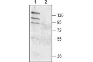 Anoctamin 1, Calcium Activated Chloride Channel (ANO1) peptide