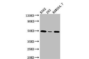 Western Blot Positive WB detected in: K562 whole cell lysate, 293 whole cell lysate, RAW264. (Rekombinanter EIF4A1 Antikörper)