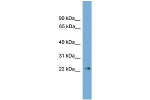 WB Suggested Anti-Cldn6 Antibody Titration:  0. (Claudin 6 Antikörper  (C-Term))