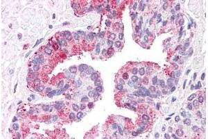 Anti-ERAP1 / ARTS1 antibody  ABIN1048575 IHC staining of human prostate. (ERAP1 Antikörper  (Internal Region))
