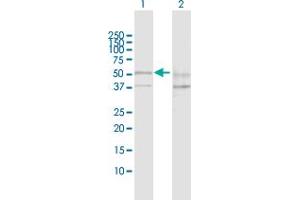 Western Blot analysis of SESN2 expression in transfected 293T cell line by SESN2 MaxPab polyclonal antibody. (Sestrin 2 Antikörper  (AA 1-480))
