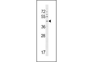 GPR63 Antibody (C-term) (ABIN1537234 and ABIN2848848) western blot analysis in CEM cell line lysates (35 μg/lane).