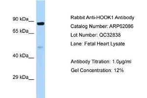 Western Blotting (WB) image for anti-Hook Homolog 1 (HOOK1) (C-Term) antibody (ABIN2789012) (HOOK1 Antikörper  (C-Term))