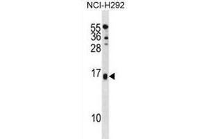 SELM Antibody (C-term) (ABIN1881785 and ABIN2839007) western blot analysis in NCI- cell line lysates (35 μg/lane). (SELM Antikörper  (C-Term))