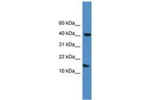 Image no. 1 for anti-Lipocalin 1 (LCN1) (C-Term) antibody (ABIN6745272) (Lipocalin 1 Antikörper  (C-Term))