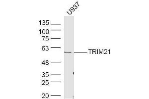 Human U937 lysates probed with Rabbit Anti-TRIM21 Polyclonal Antibody, Unconjugated  at 1:500 for 90 min at 37˚C.