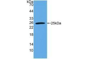 Western Blotting (WB) image for anti-Tumor Necrosis Factor (Ligand) Superfamily, Member 15 (TNFSF15) (AA 67-251) antibody (ABIN7442309)