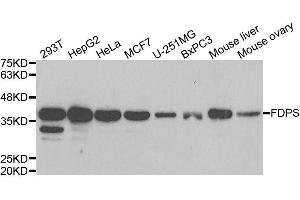 Western blot analysis of extracts of various cell lines, using FDPS antibody. (FDPS Antikörper  (AA 120-419))