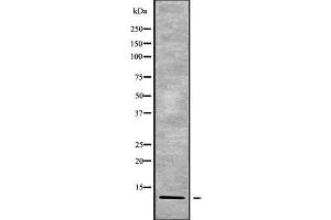 POLR2K Antikörper  (Internal Region)