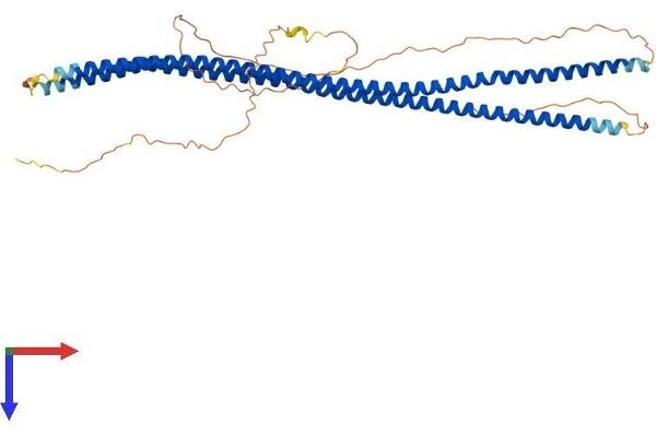 Syncoilin Protein (Sync) (AA 1-470) (His tag)