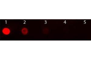 Dot Blot of Goat anti-Mouse IgG2b Antibody Texas Conjugated Pre-absorbed. (Ziege anti-Maus IgG2b (Heavy Chain) Antikörper (Texas Red (TR)) - Preadsorbed)