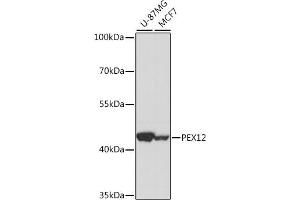 Western blot analysis of extracts of various cell lines, using PEX12 antibody (ABIN7269246) at 1:1000 dilution. (PEX12 Antikörper  (AA 290-359))
