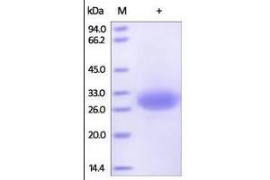 Human Mesothelin (37-286), His Tag on SDS-PAGE under reducing (R) condition.
