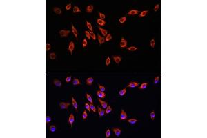 Immunofluorescence (IF) image for anti-Neuropilin 1 (NRP1) (AA 21-250) antibody (ABIN7268892)