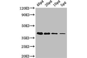Western Blot Positive WB detected in: Rosseta bacteria lysate at 40 μg, 20 μg, 10 μg, 5 μg All lanes: rbsK antibody, HRP conjugated at 0. (Ribokinase Antikörper  (AA 1-309) (HRP))