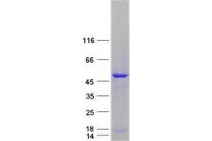 Western Blotting (WB) image for Endonuclease VIII-Like 1 (NEIL1) protein (Myc-DYKDDDDK Tag) (ABIN2727070)