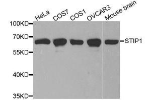 Western blot analysis of extracts of various cell lines, using STIP1 antibody. (STIP1 Antikörper  (AA 1-300))