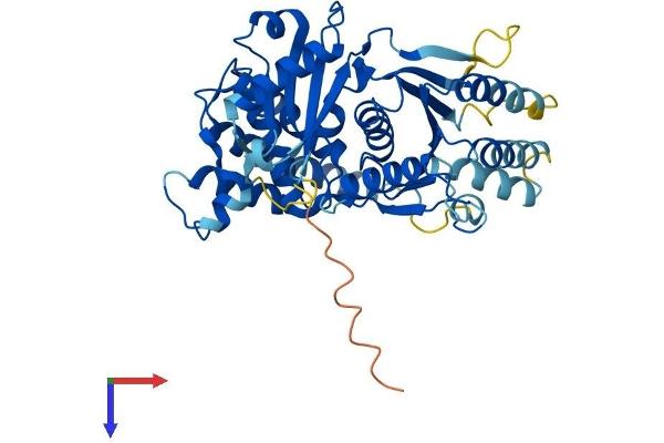 TRIP13 Protein (AA 1-432) (His tag)