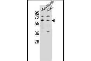 HTR3A Antibody (N-term) (ABIN656126 and ABIN2845467) western blot analysis in MDA-M,K562 cell line lysates (35 μg/lane). (Serotonin Receptor 3A Antikörper  (N-Term))