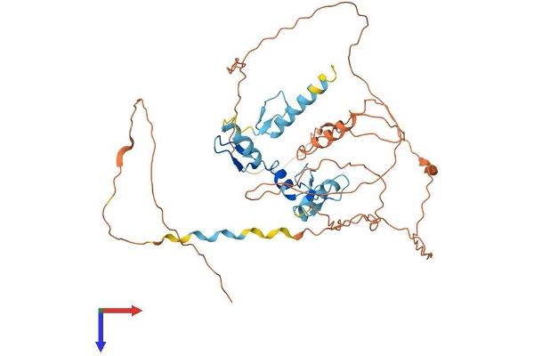 WT1 Protein (AA 1-449) (His tag)