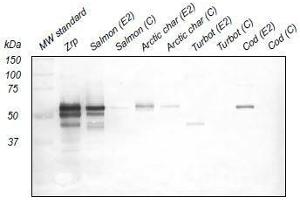 Western Blotting (WB) image for anti-Zona Radiata Protein antibody (ABIN108742) (Zona Radiata Protein Antikörper)