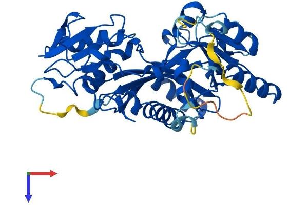 TTL Protein (AA 1-377) (His tag)