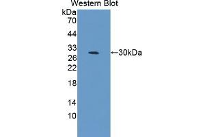 Detection of Recombinant CELSR3, Mouse using Polyclonal Antibody to Cadherin EGF LAG Seven Pass G-Type Receptor 3 (CELSR3) (CELSR3 Antikörper  (AA 942-1175))