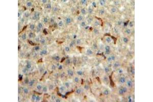 IHC-P analysis of Liver tissue, with DAB staining. (Orexin A Antikörper  (AA 33-124))