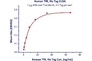 Binding Studies (Bind) image for Transferrin Receptor (p90, CD71) (TFRC) (AA 89-760) (Active) protein (His tag) (ABIN2180829)