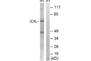 Western blot analysis of extracts from 3T3 cells, treated with PBS (10uM, 60mins), using ICK (Ab-159) antibody. (JAK3 Antikörper  (Tyr159))