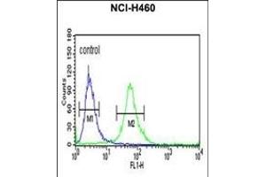 ITGBL1 Antibody (Center) (ABIN652727 and ABIN2842482) flow cytometric analysis of NCI- cells (right histogram) compared to a negative control cell (left histogram). (ITGBL1 Antikörper  (AA 334-360))