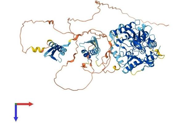 ADARB2 Protein (AA 1-739) (His tag)
