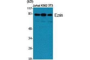 Western Blot (WB) analysis of specific cells using Ezrin Polyclonal Antibody.
