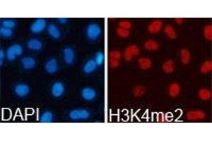 Immunofluorescence analysis of 293T cell using H3K4me2antibody. (Histone 3 Antikörper  (H3K4me2))